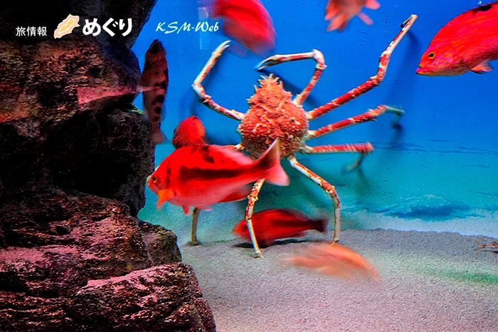 下田海中水族館 タカアシガニ