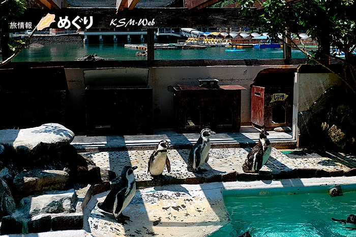 下田海中水族館 ペンギン