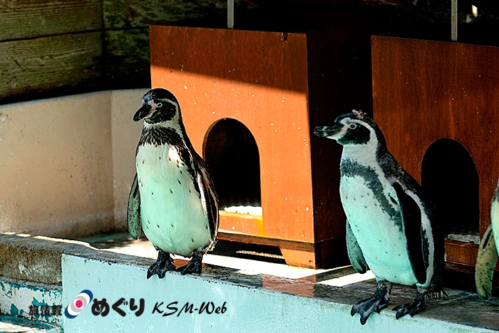 下田海中水族館 ペンギン