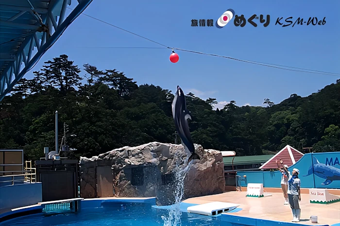 下田海中水族館 イルカショー