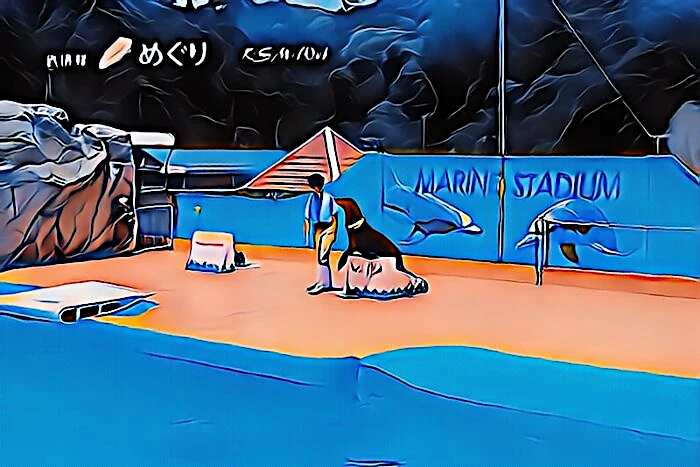 下田海中水族館 アシカョー