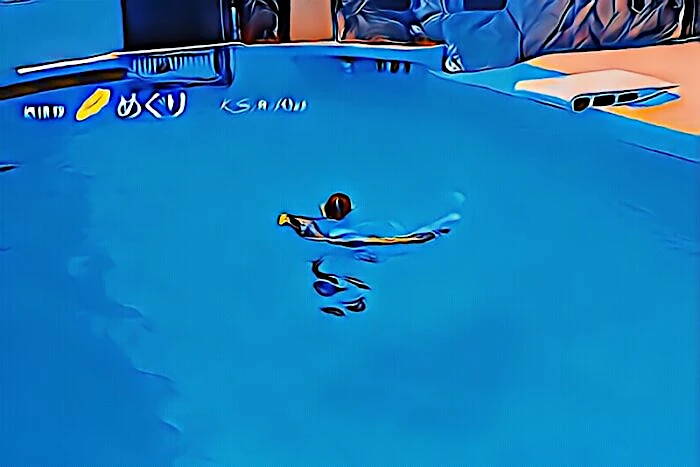 下田海中水族館 アシカョー