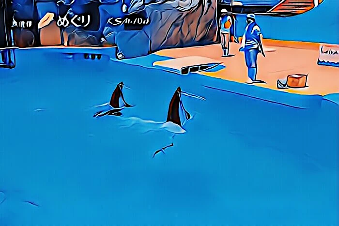 下田海中水族館 イルカショー