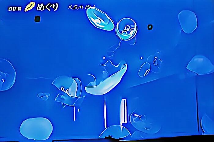 下田海中水族館 ミズクラゲ