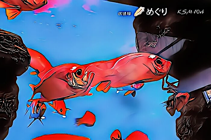 下田海中水族館 キンメダイ