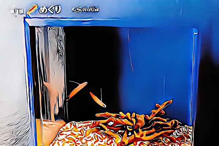 下田海中水族館 ハタタテハゼ