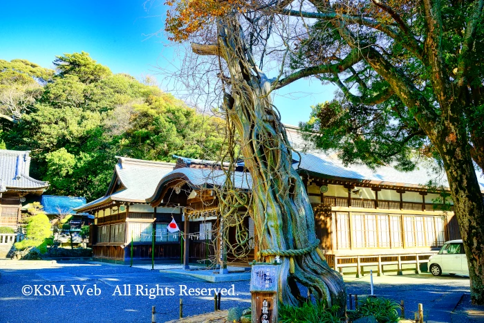 白浜神社 白龍の柏槙