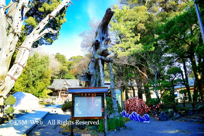 白浜神社 御神木白龍の柏槙