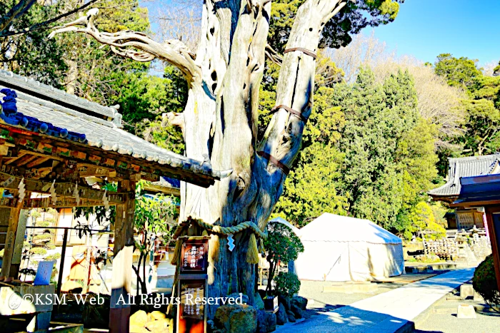 白浜神社 薬師の柏槙