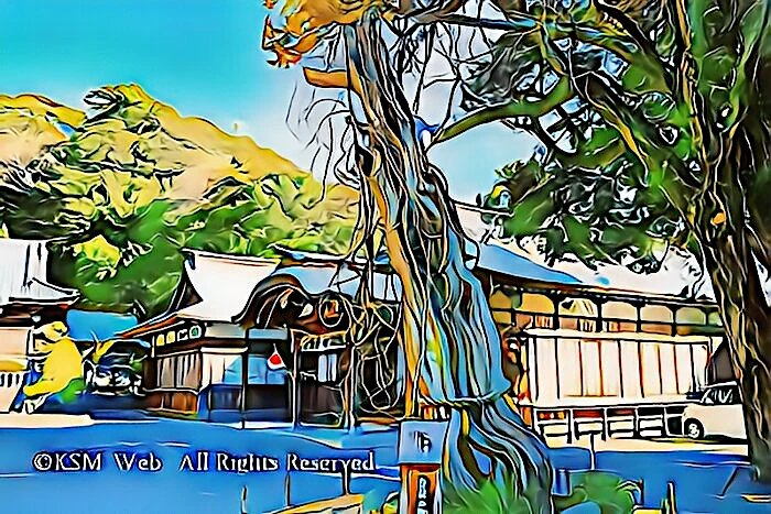 白浜神社 白龍の柏槙