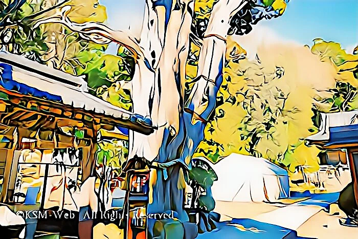 白浜神社 薬師の柏槙