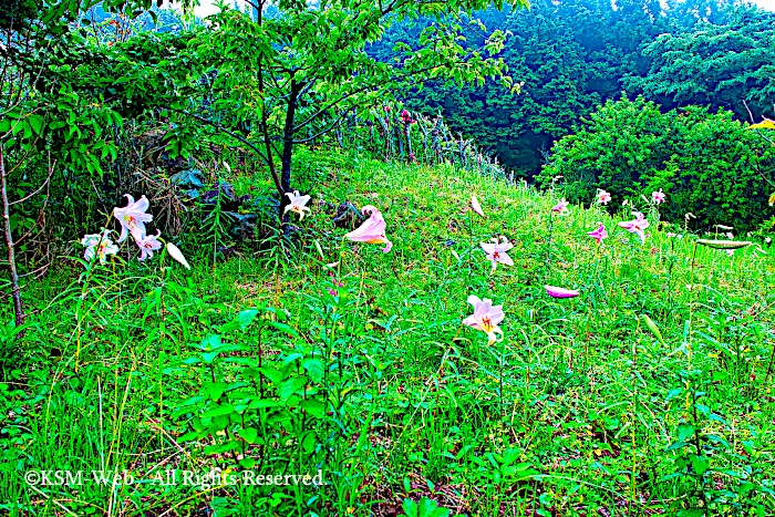 天神原植物園 ササユリ