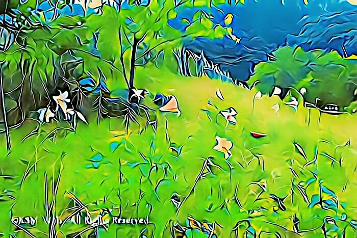 天神原植物園 ササユリ
