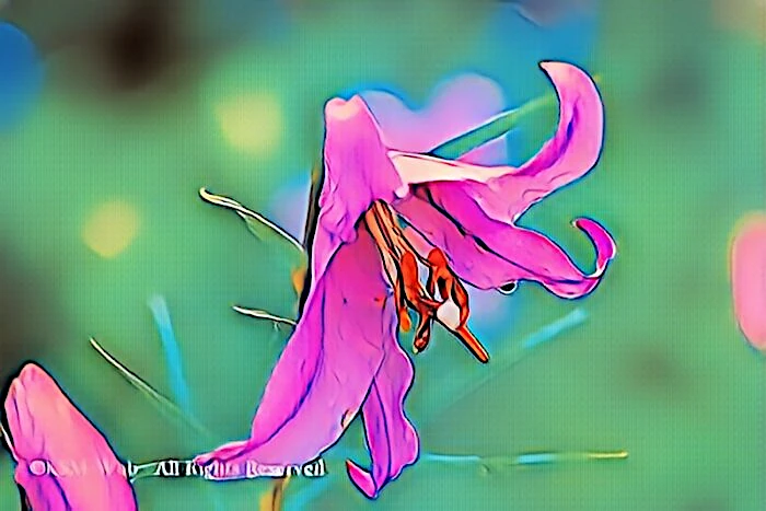 天神原植物園 ササユリ