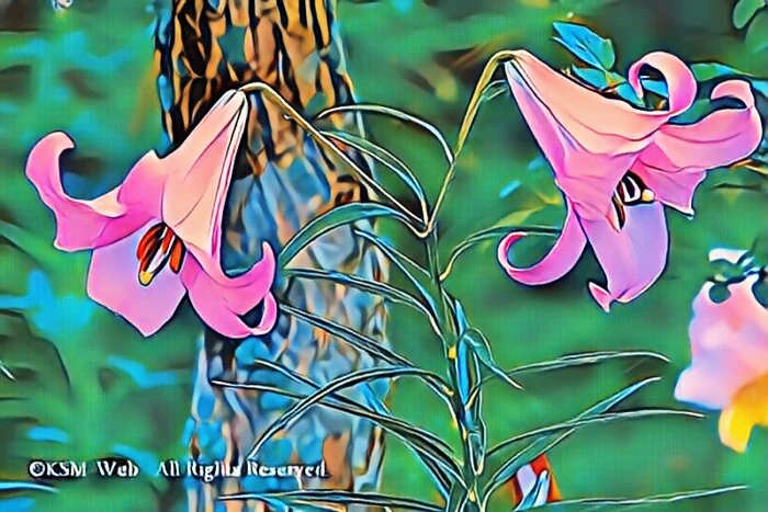 天神原植物園 ササユリ
