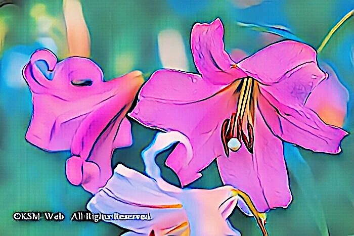天神原植物園 ササユリ