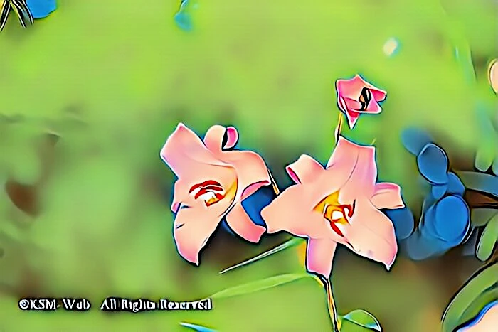天神原植物園 ササユリ