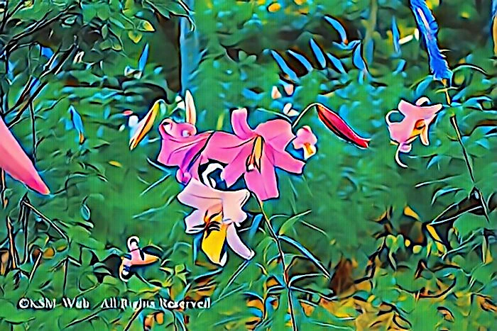 天神原植物園 ササユリ