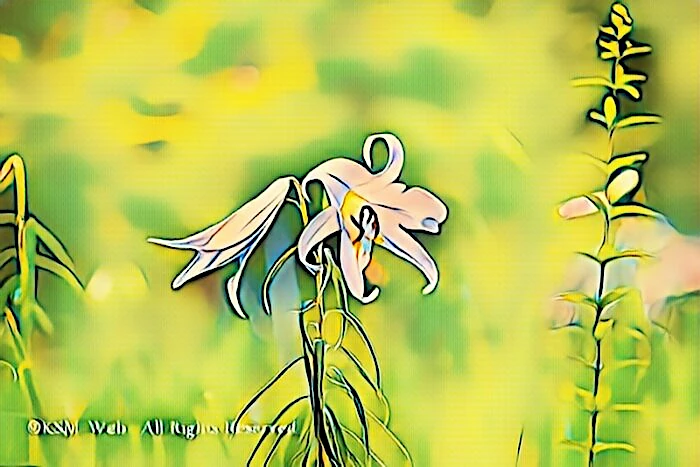 天神原植物園 ササユリ