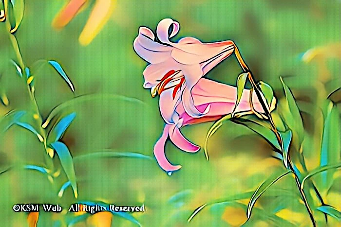 天神原植物園 ササユリ