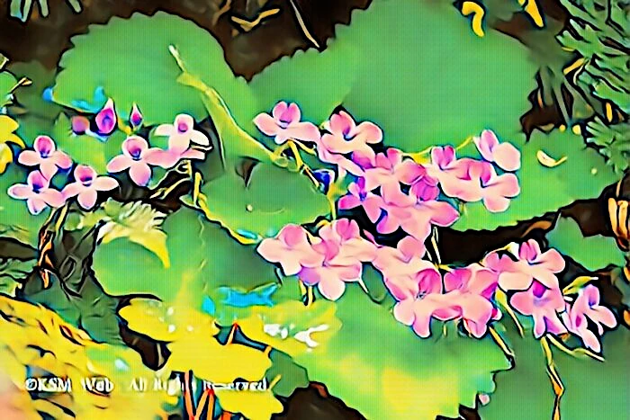 天神原植物園 イワギリソウ