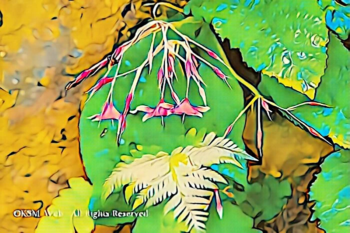 天神原植物園 イワタバコ