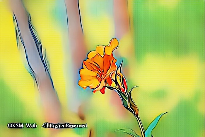 天神原植物園 フシグロセンノウ