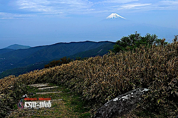 達磨山の写真