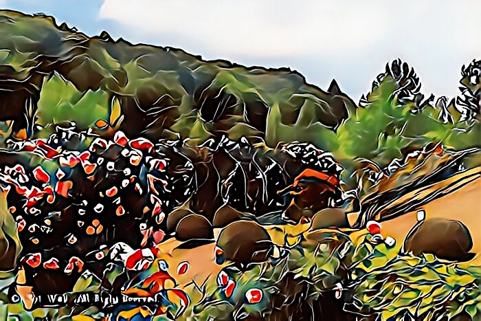 虹の郷 ロイヤルローズガーデン