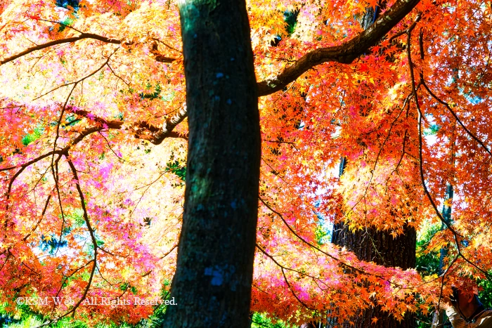 修善寺自然公園 もみじ林