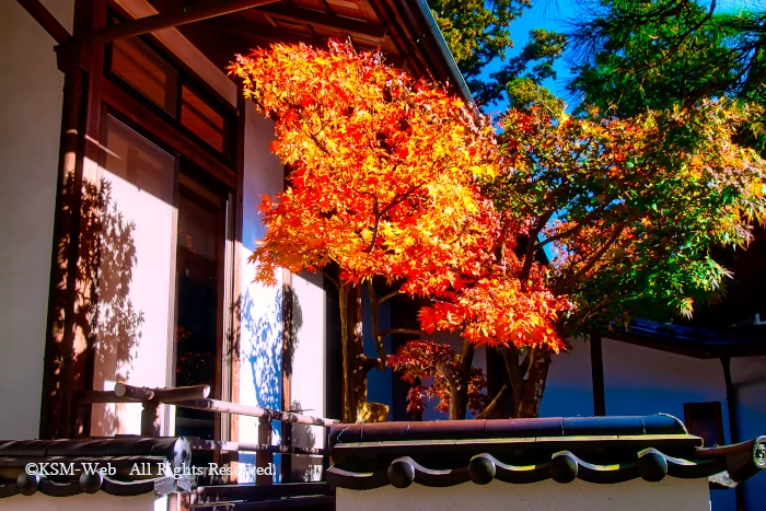 修禅寺 本堂の紅葉