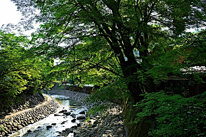 修善寺桂川周辺のもみじ