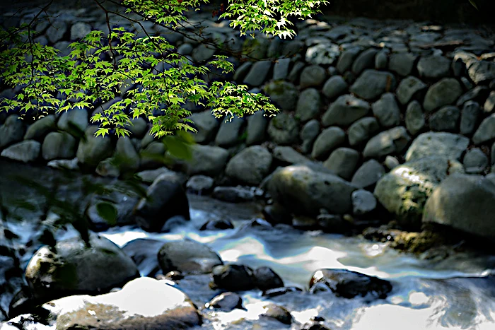 修善寺温泉桂川沿いのもみじ