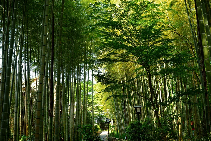 竹林の小径