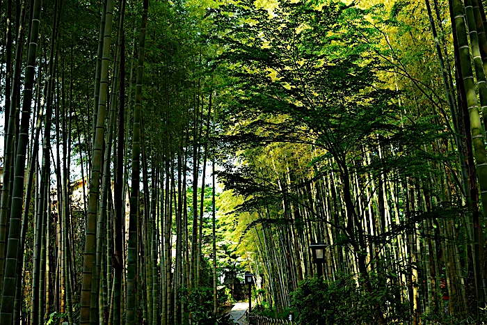 竹林の小径