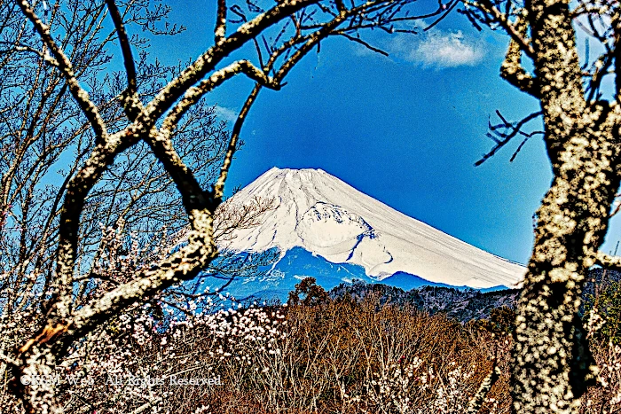 修善寺梅林からの富士山