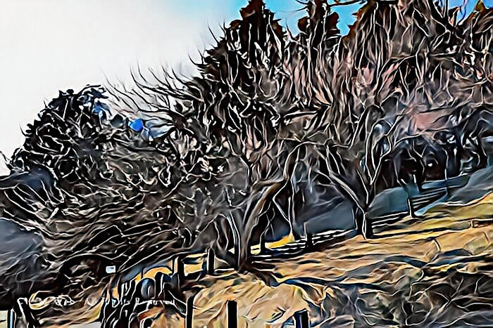 修善寺梅林の梅