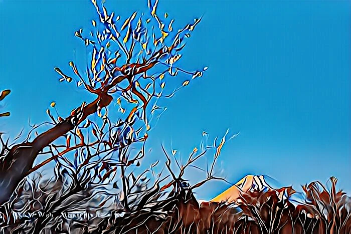 修善寺梅林からの富士山