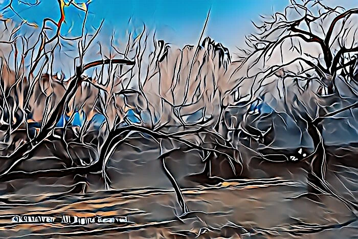 修善寺梅林の梅