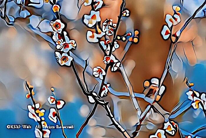 修善寺梅林の梅