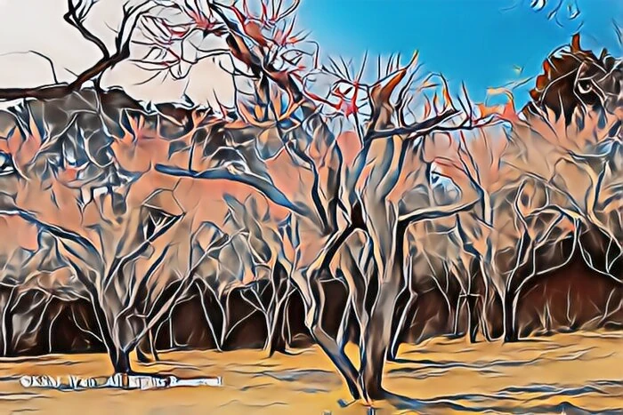 修善寺梅林の梅