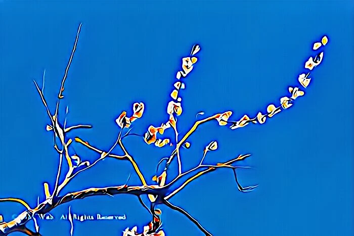 修善寺梅林の梅