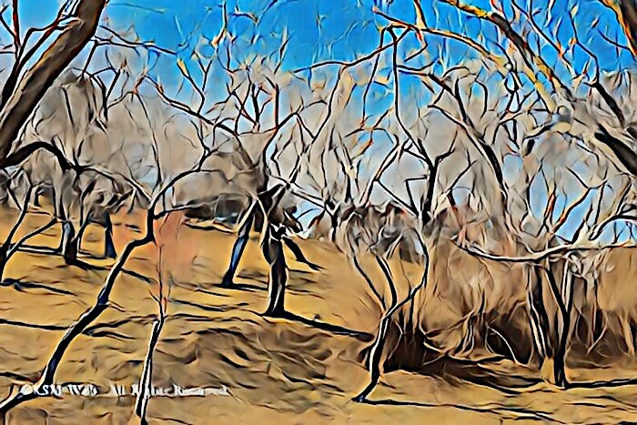 修善寺梅林の梅