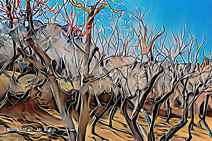 修善寺梅林の梅