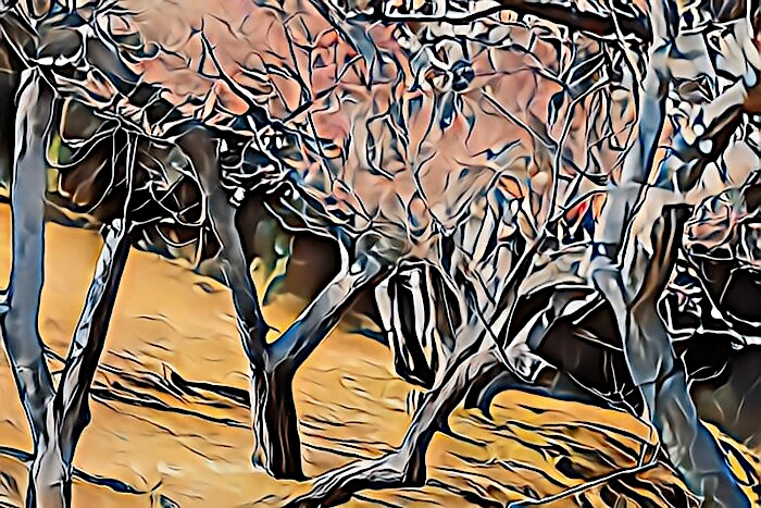 修善寺梅林の梅