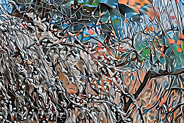 修善寺梅林の梅