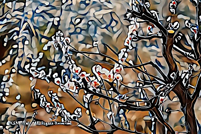 修善寺梅林の梅