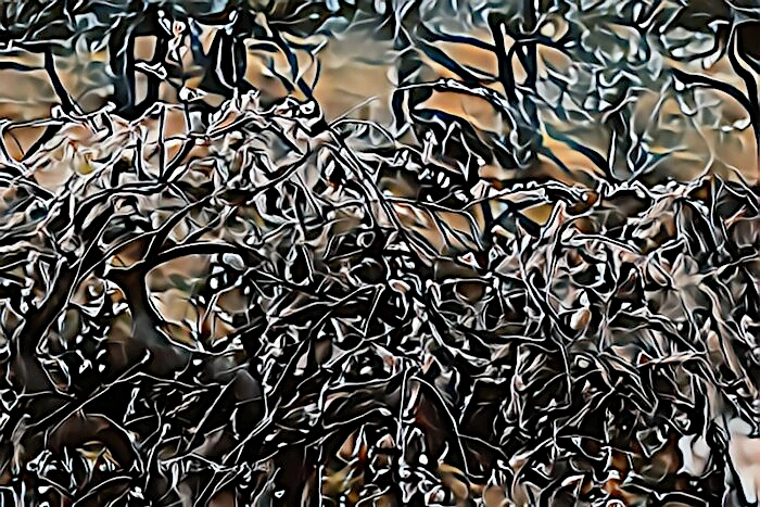 修善寺梅林の梅