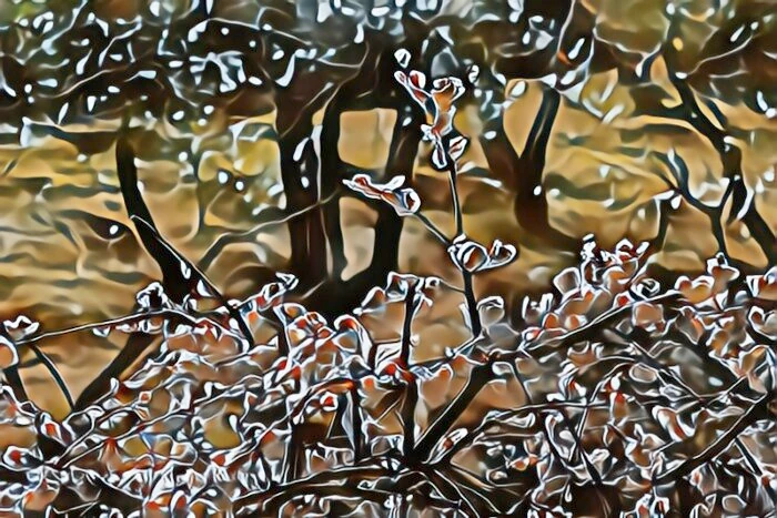 修善寺梅林の梅