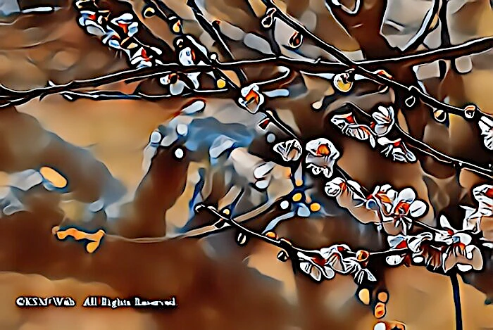 修善寺梅林の梅